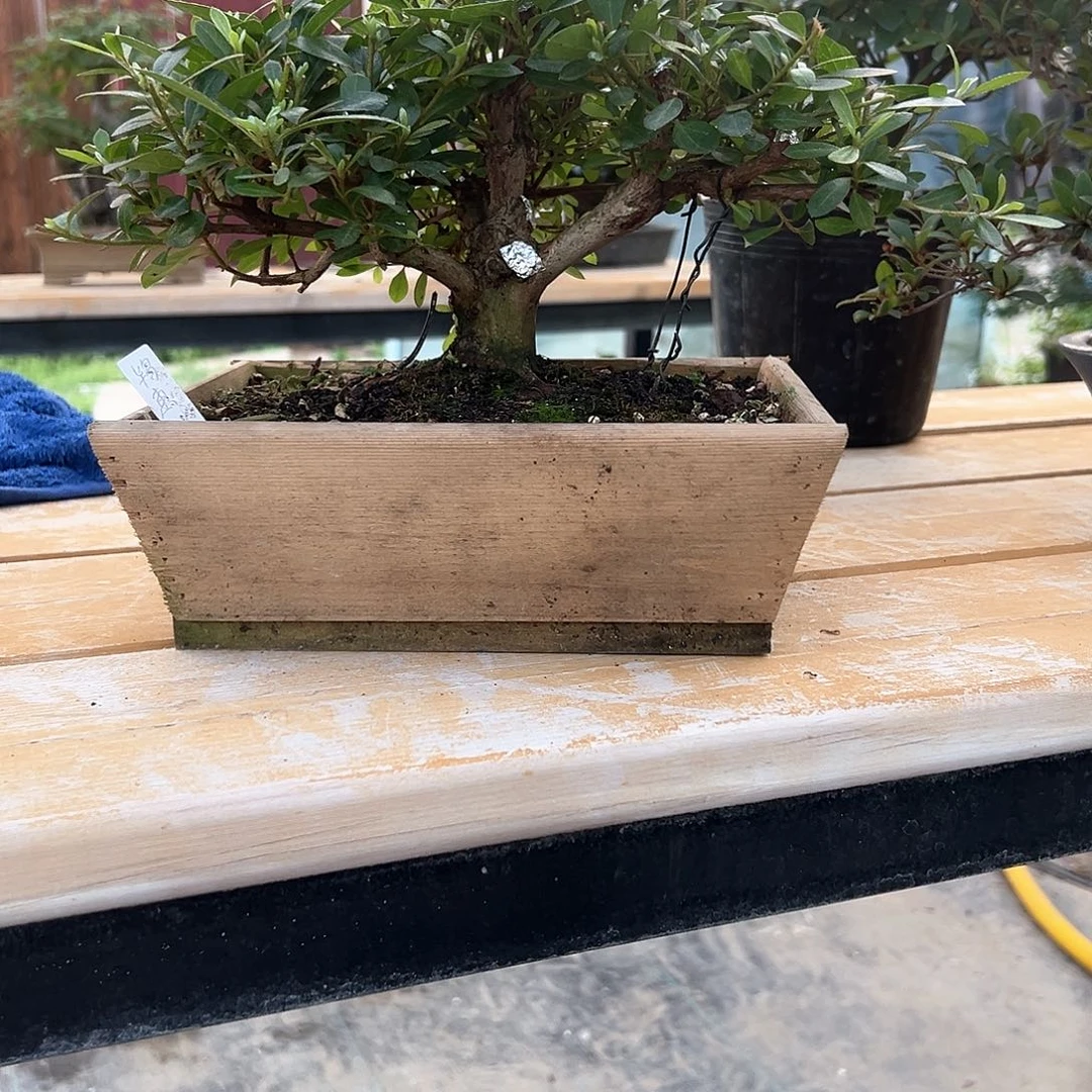 陈***场完全开放杜鹃花开花