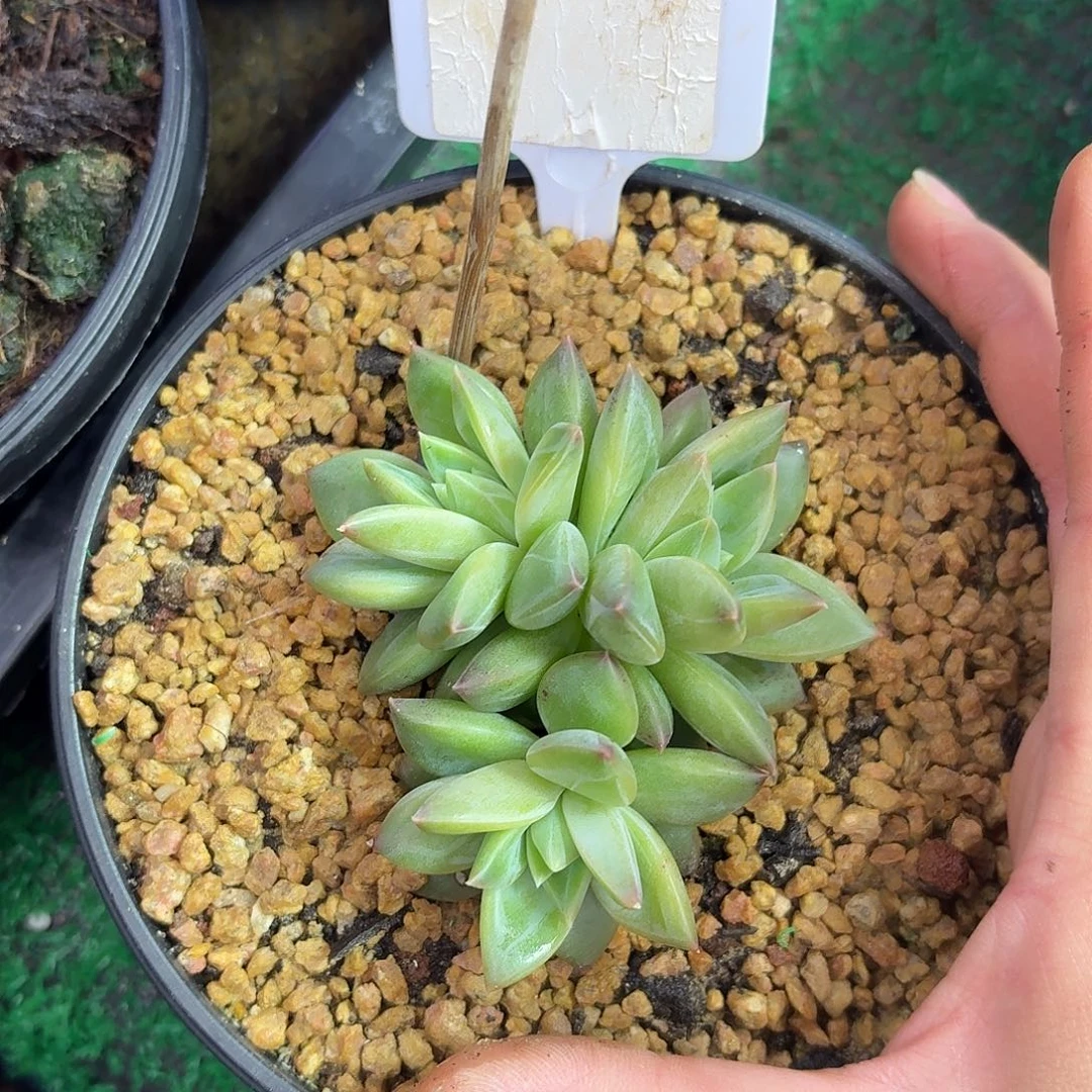 茉莉水晶9999999999999999