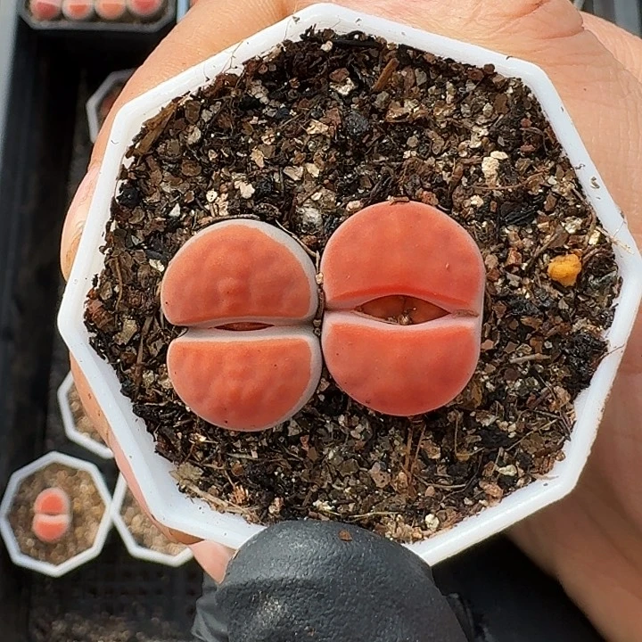 生石花1111。   376