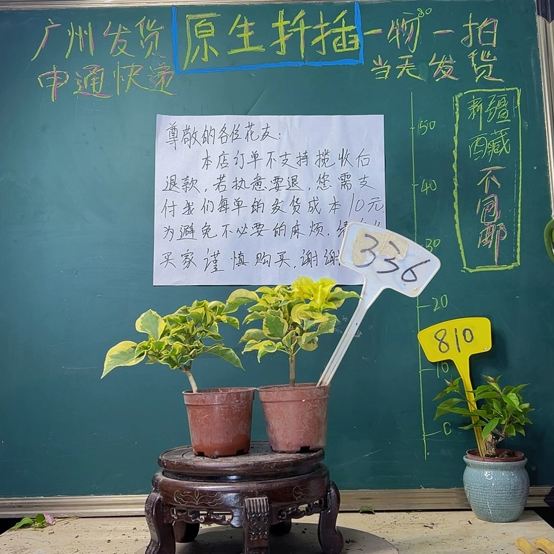 当前无花栽培后可以开花中国丽人掌中宝 橙冰掌中宝 336