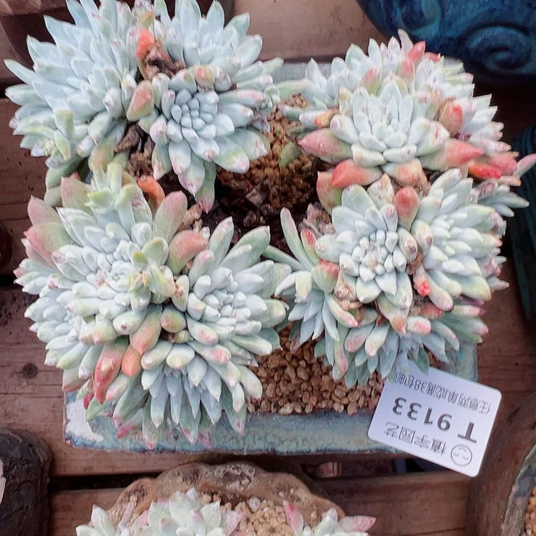 9133白雪仙女杯多肉