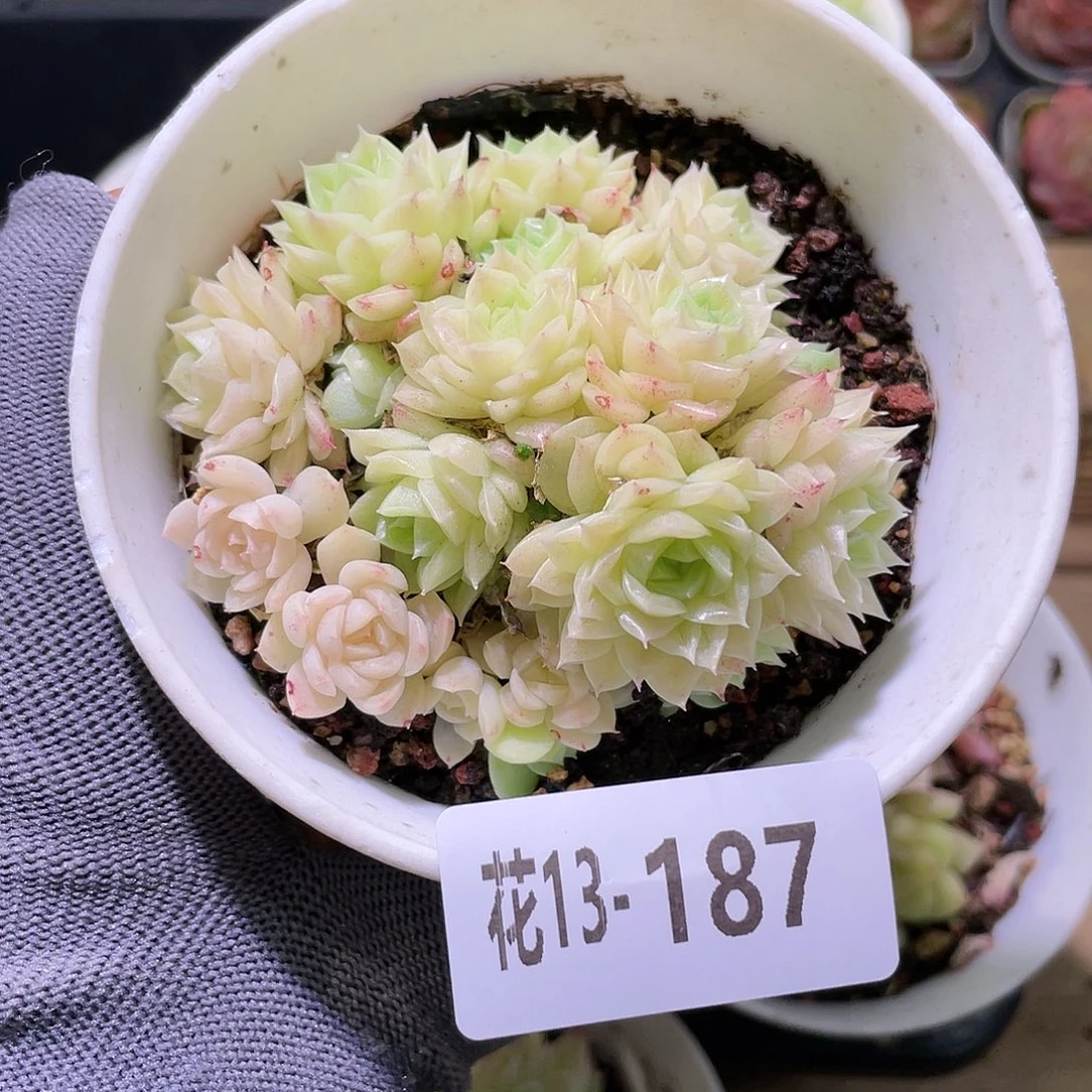 花利美13-187麦秆群
