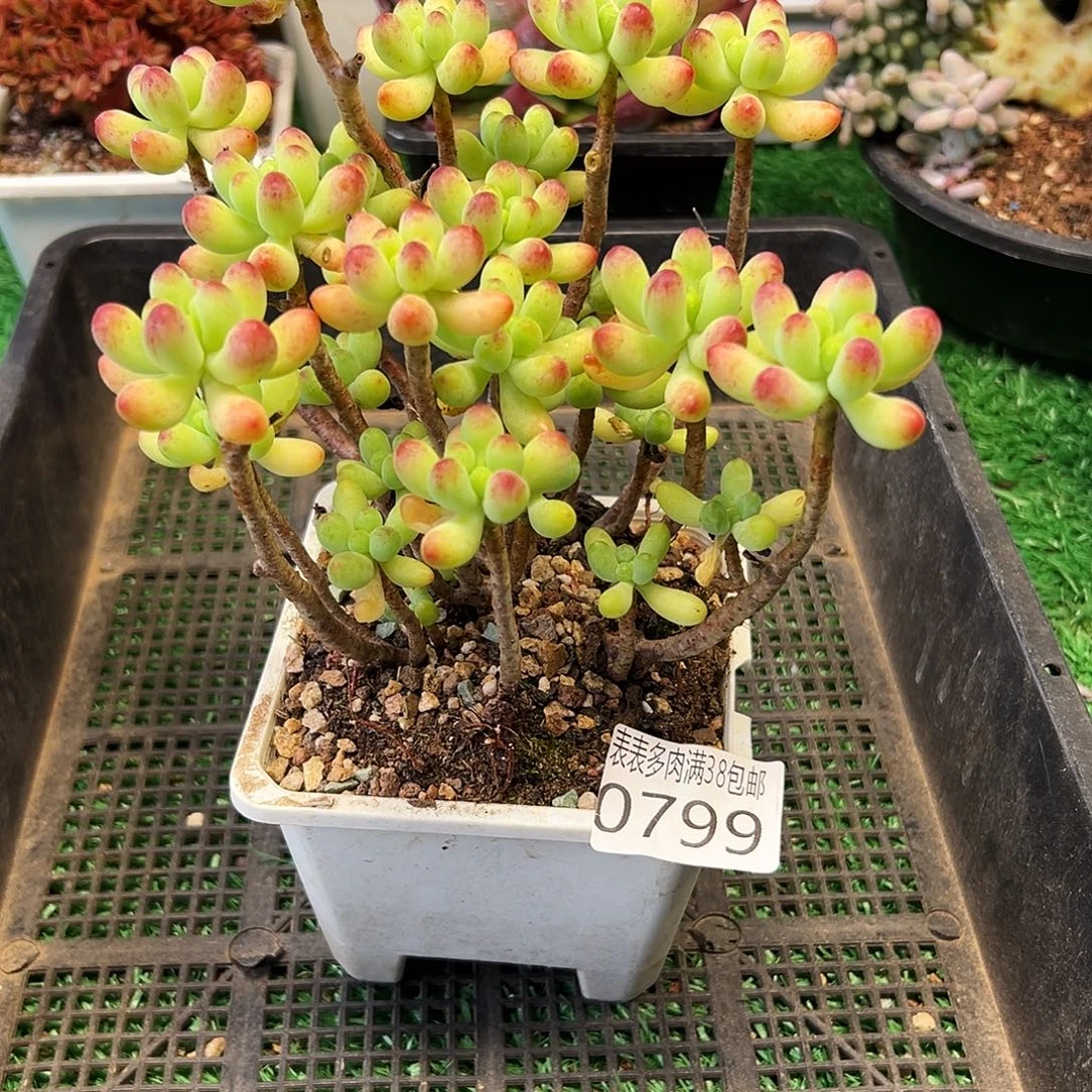 无花朵多肉一物一拍植物0799