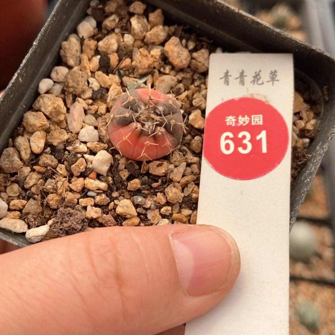 实生怪龙丸锦1.7cm
