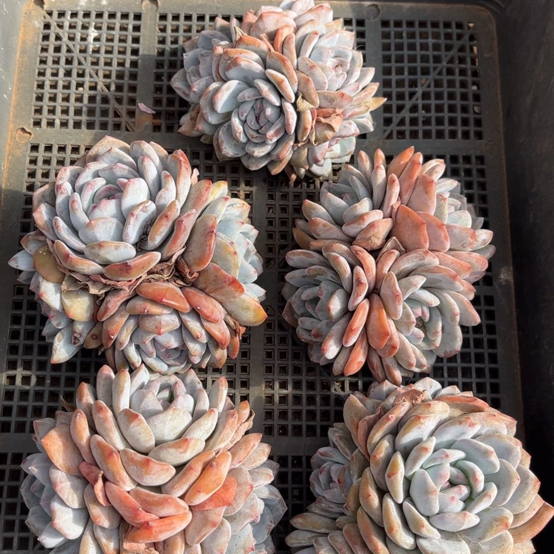 001号新疆西藏内蒙古不包邮