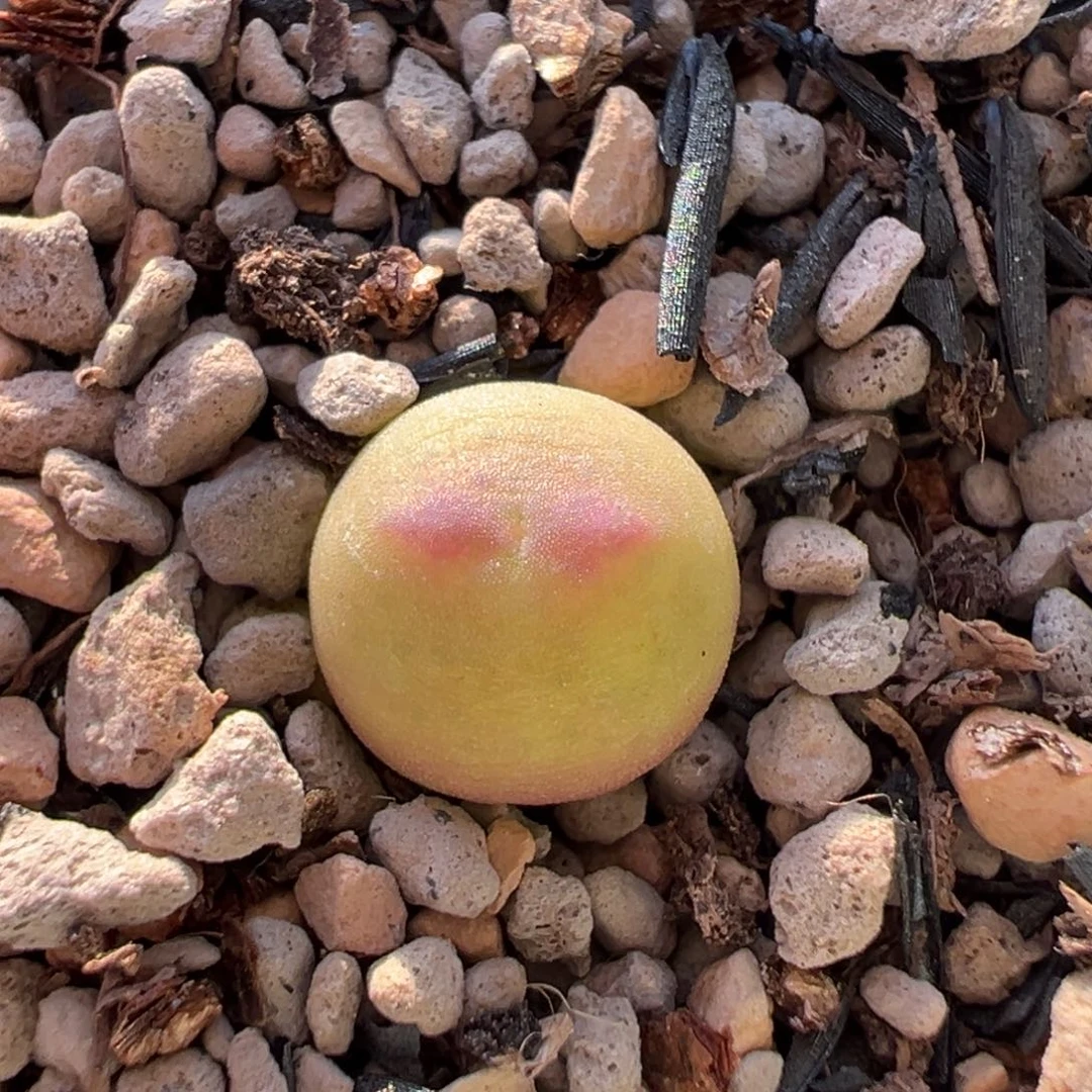 奶黄星星眼桃实生多肉