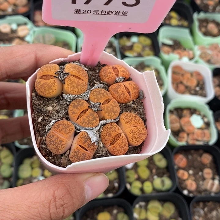 槿1773生石花小苗