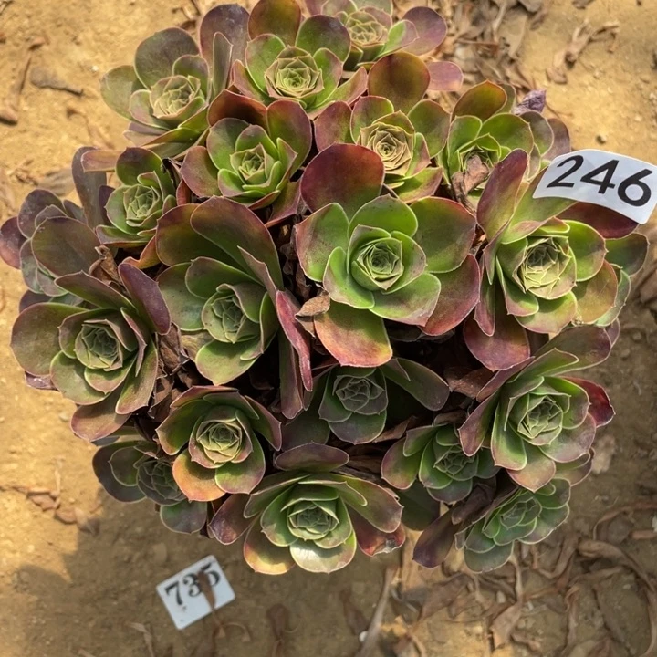 无花朵246多肉植物魅金玫瑰