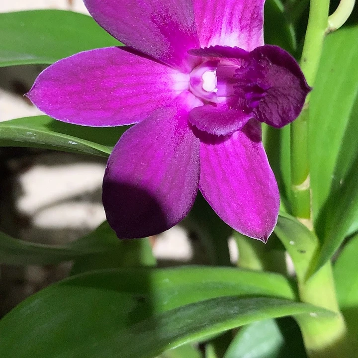 当前无花栽培后可以开花美塔2苗