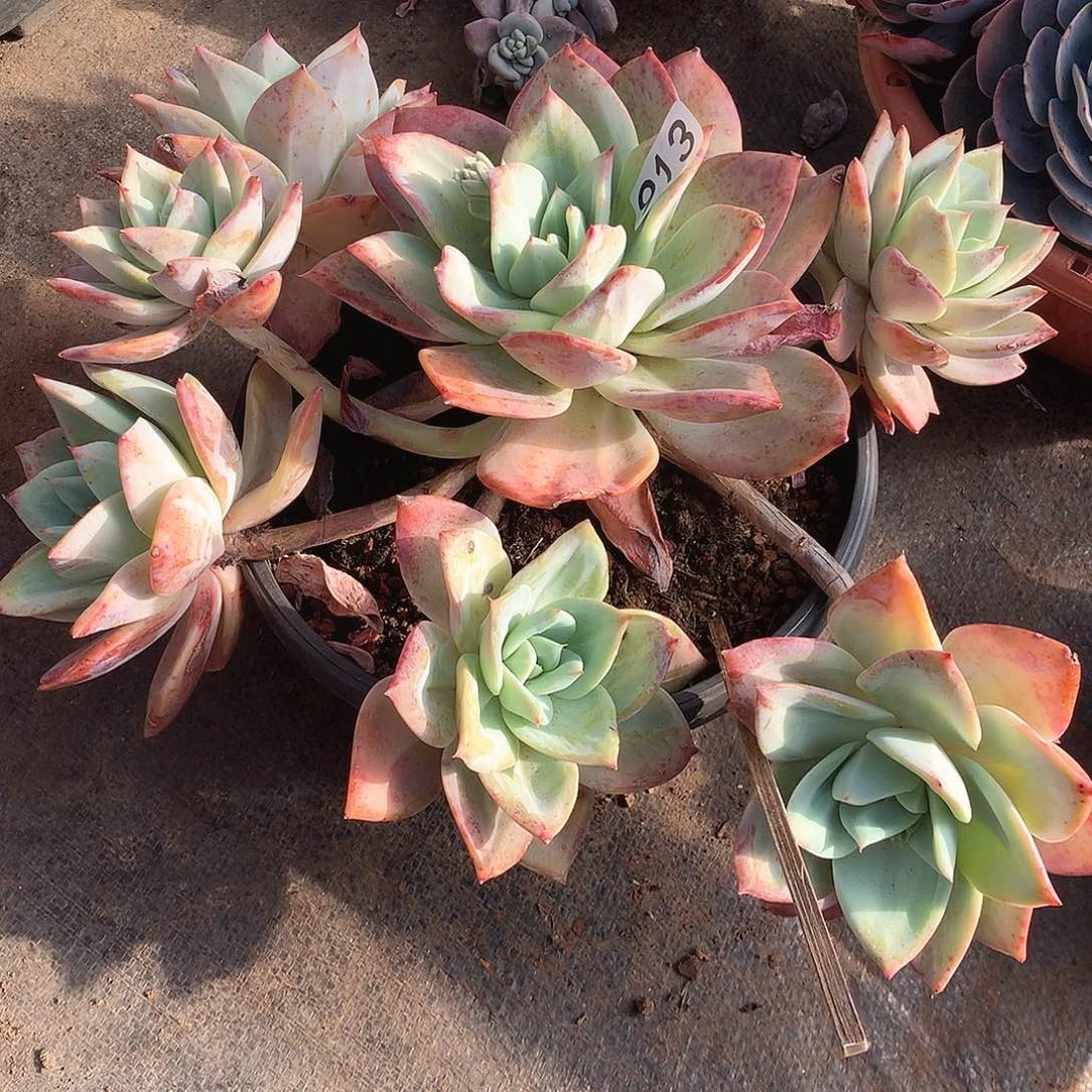 913烟火 一物一拍多肉