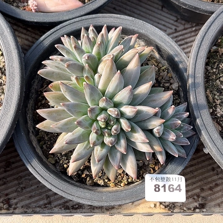 阿雅园艺。        8164