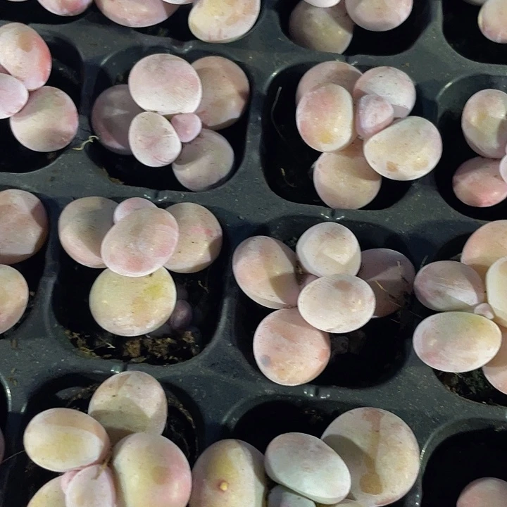 小奶豆1.5带土发