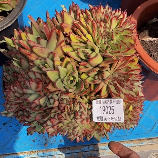 暖*乌木缀19025多肉