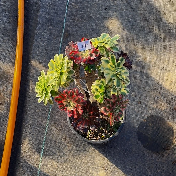 N****架接法师一个291号