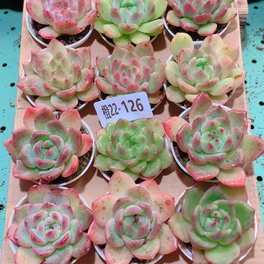 22-126一物一拍多肉带盆18颗