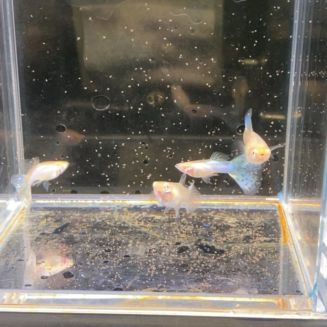 孔雀鱼流光蝴蝶两对