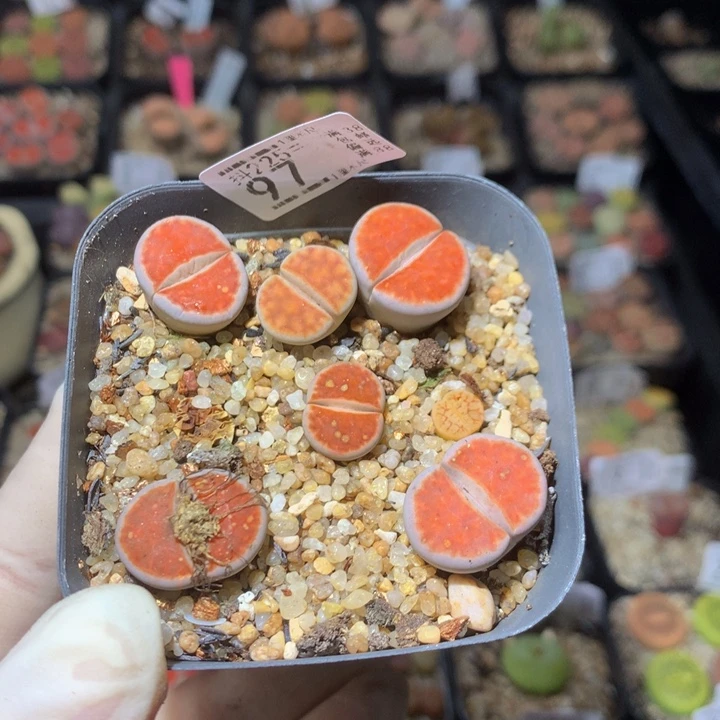 Q*糖精品生石花225.97