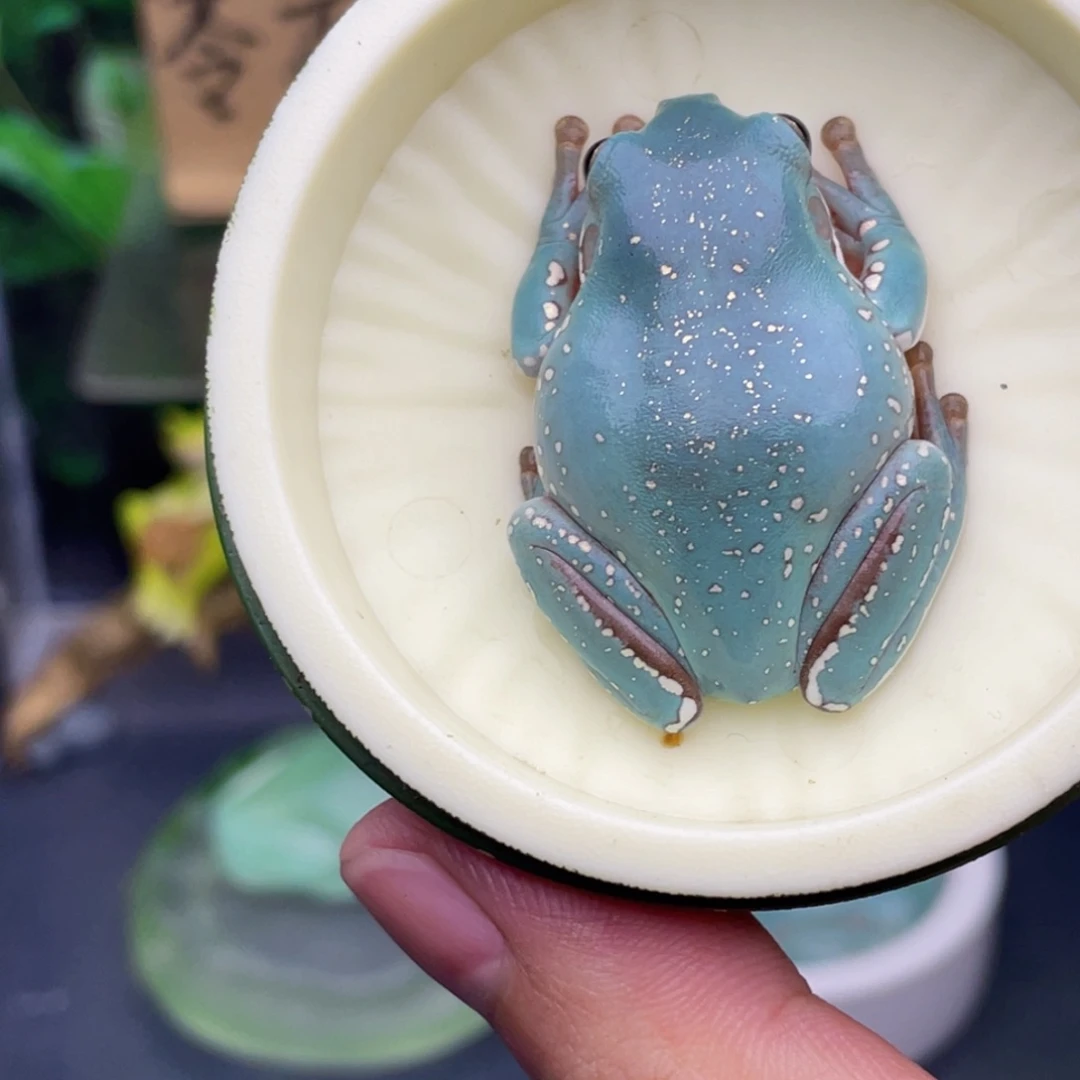 老爷树蛙4号钴蓝金背