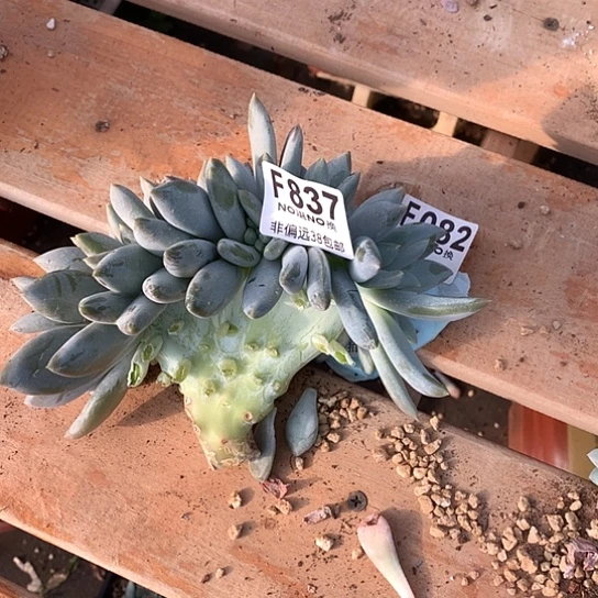 胖哥特缀化837  亏本处理退款拉黑需延迟发货