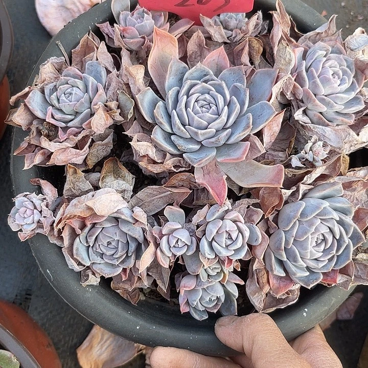 两单包邮，一物一拍，汉堡203