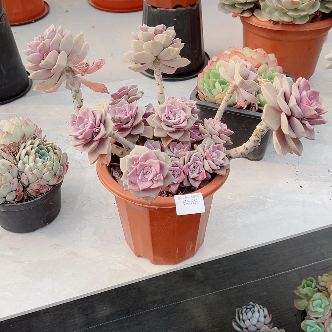 凡****6539紫乐多肉植物