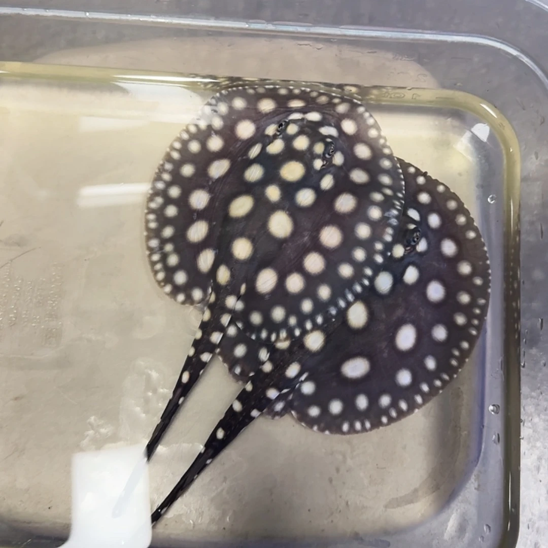 海水鱼热带淡水观赏鱼