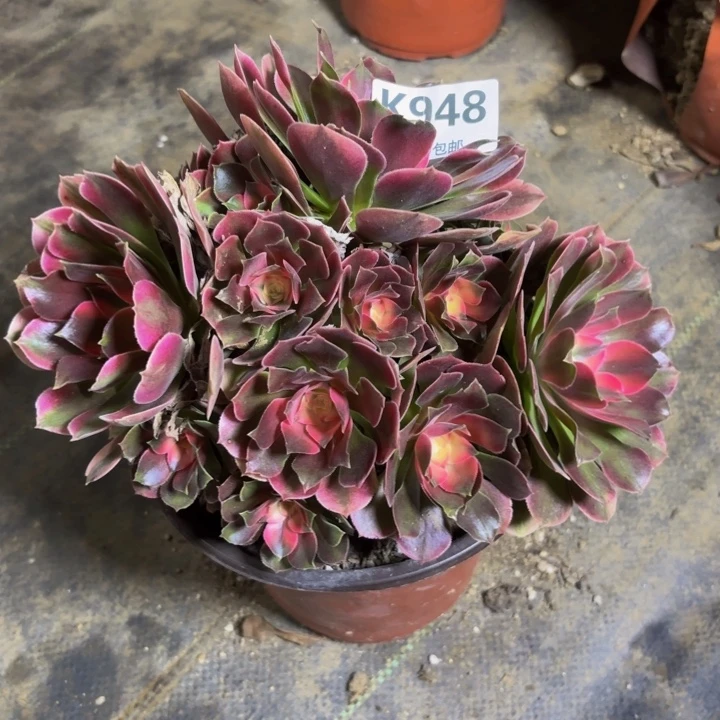 瑞妈，。。。。。。？？948？香妃