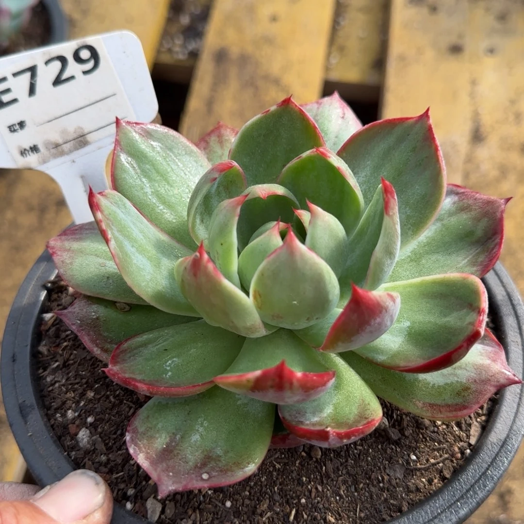 立叶拉丝惊鸿一物一拍包装收缩花旱729