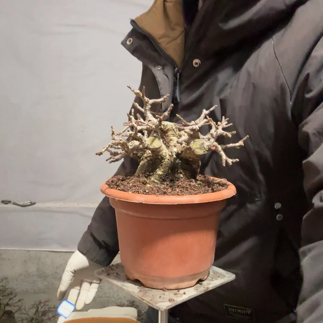 A***2云南昭通红花平枝栒子