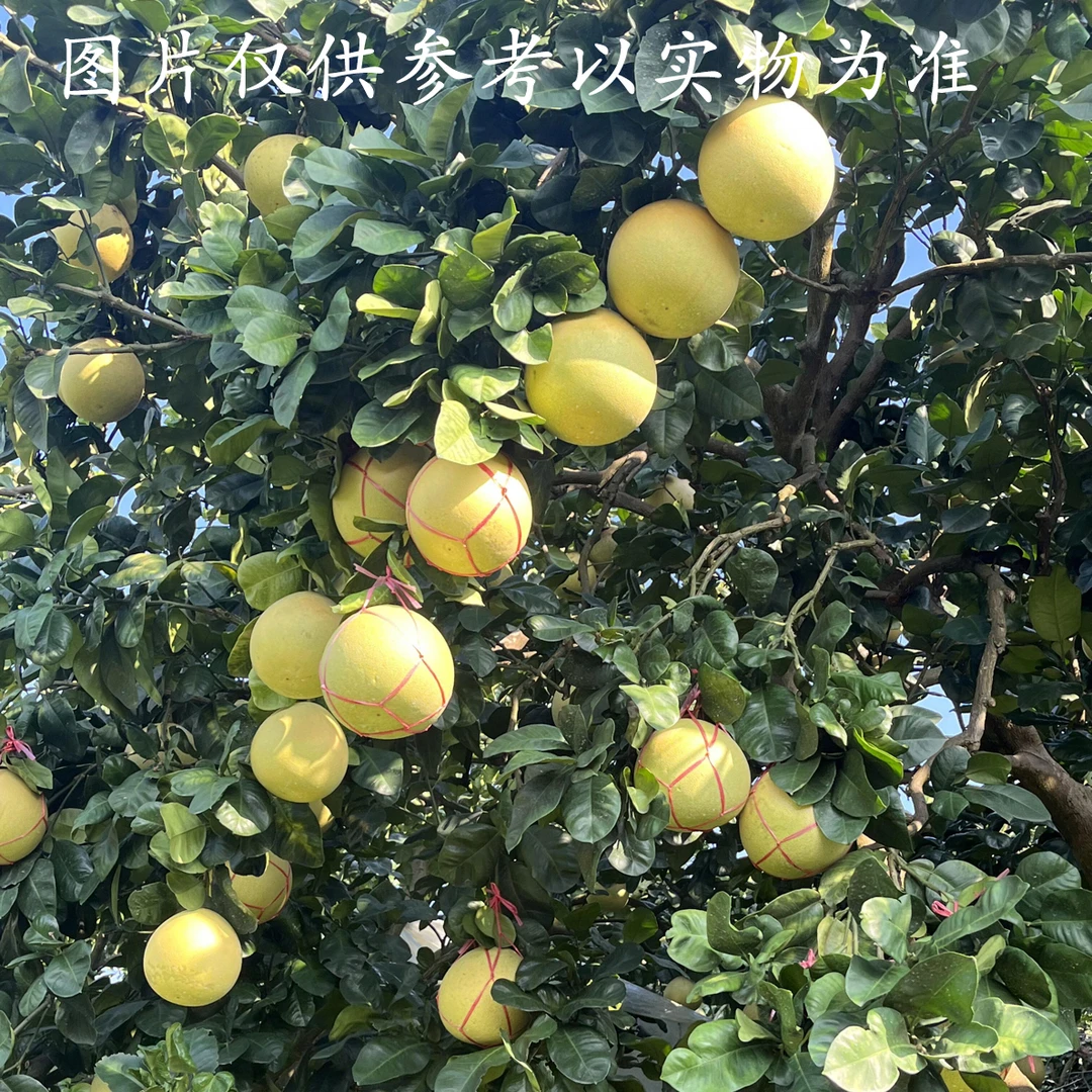 啊妹收货—-当季新鲜柚子酸甜多汁老少皆宜