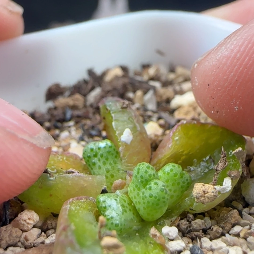 2.6.54/草莓斑马/四头