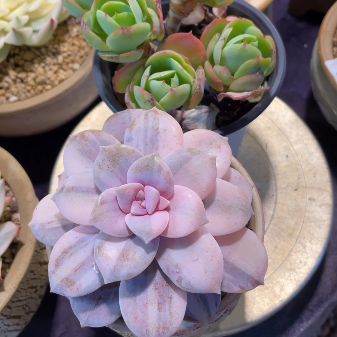 c***y碧桃，华丽风车锦单头多肉植物