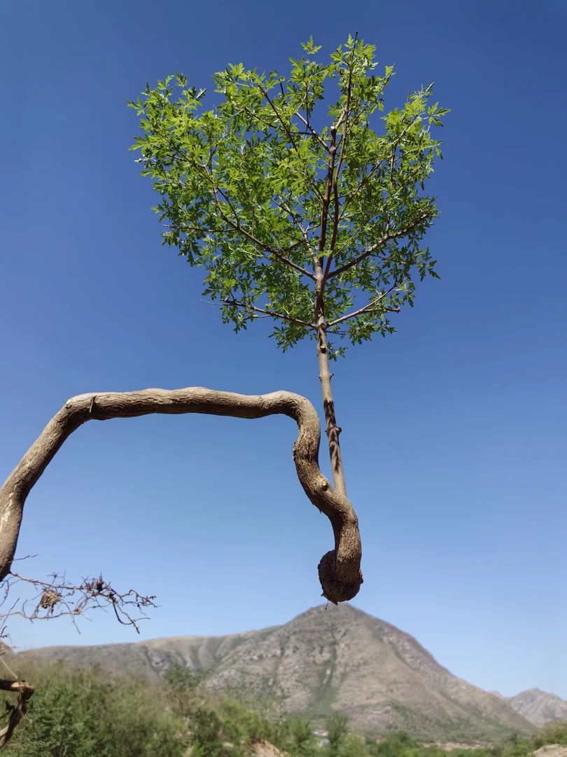 黄荆盆景一物一拍