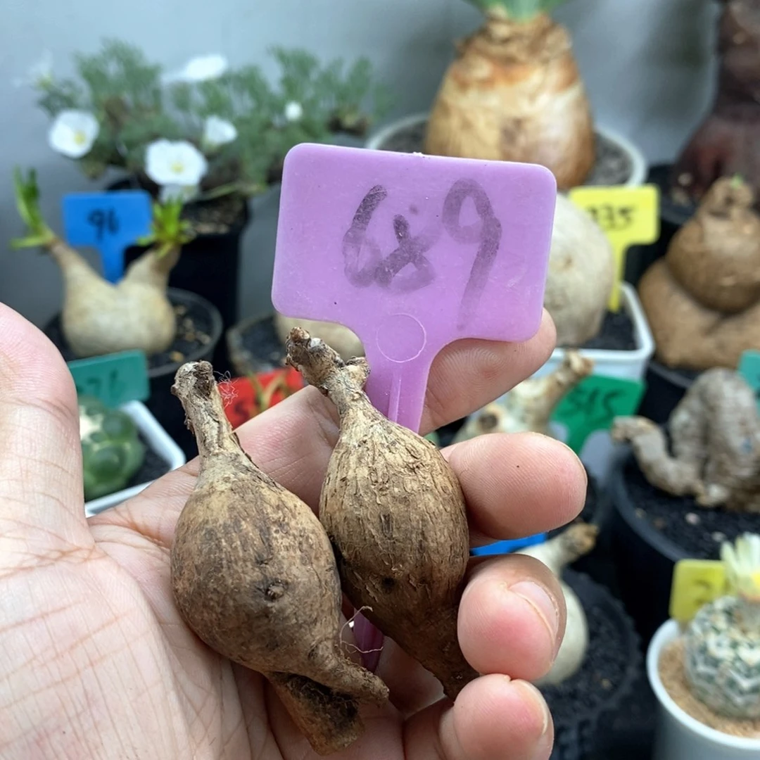 奇异油柑两颗多肉植物