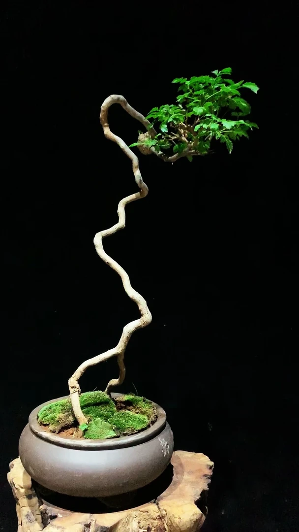 黄荆 游龙摆尾适合办公桌盆栽