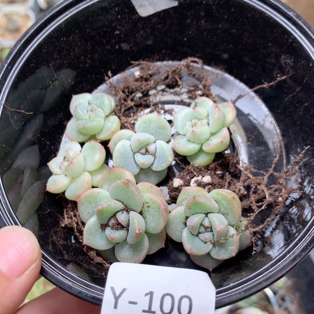 无花朵Y100英语英语英语