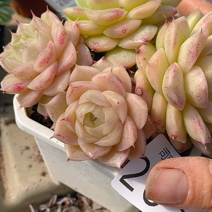 203多肉植物盆栽花卉