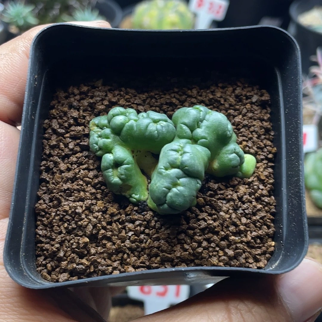 无刺象牙石化缀 包邮