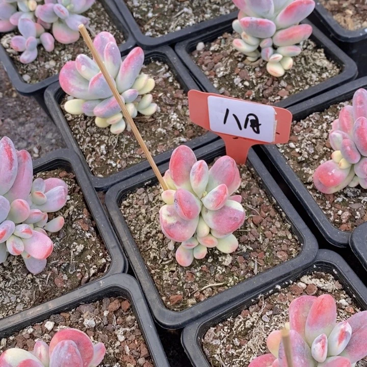 八***粉福娘锦，7天售后服务