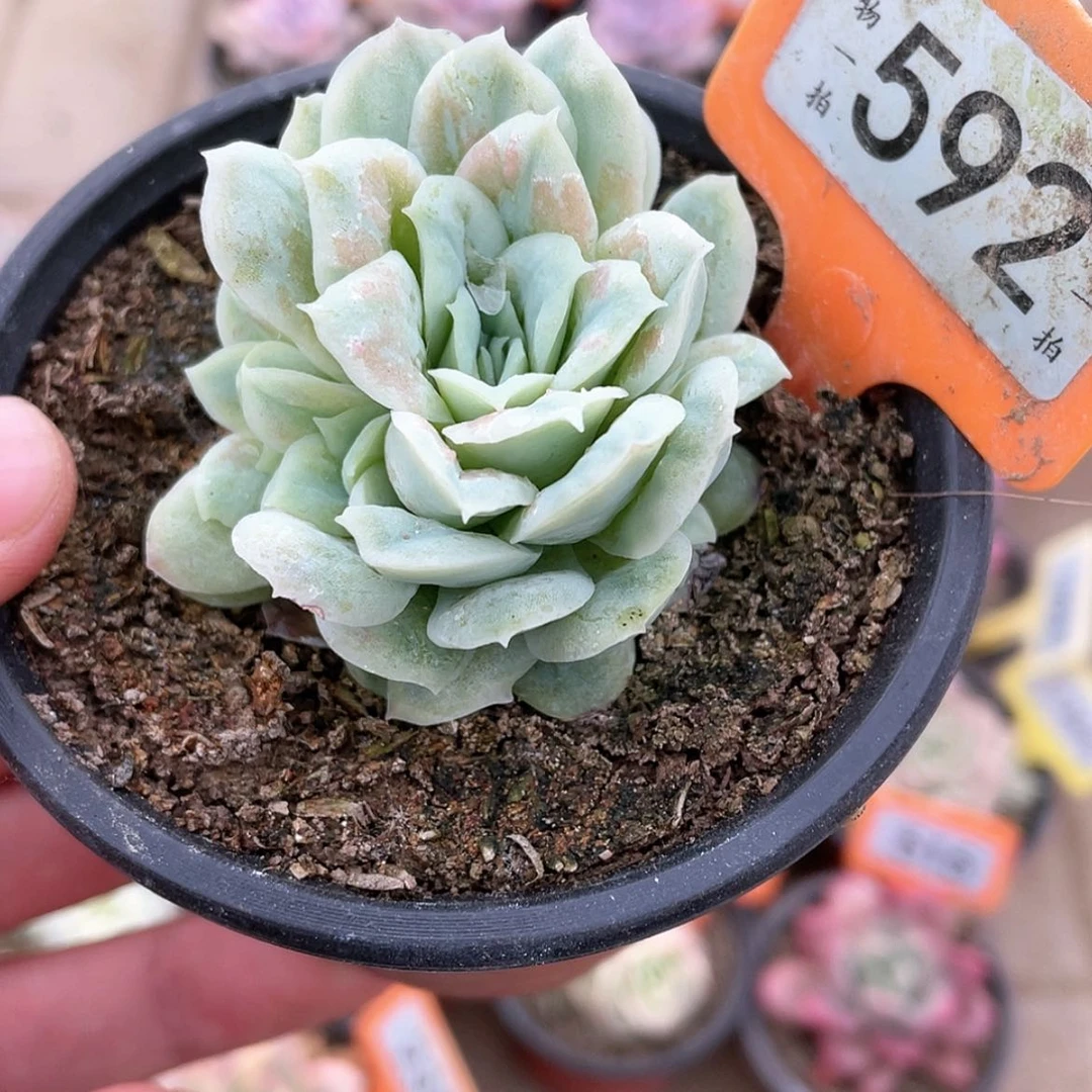 【闪购商品】592号