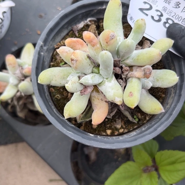 福利拇指～一物一拍2380