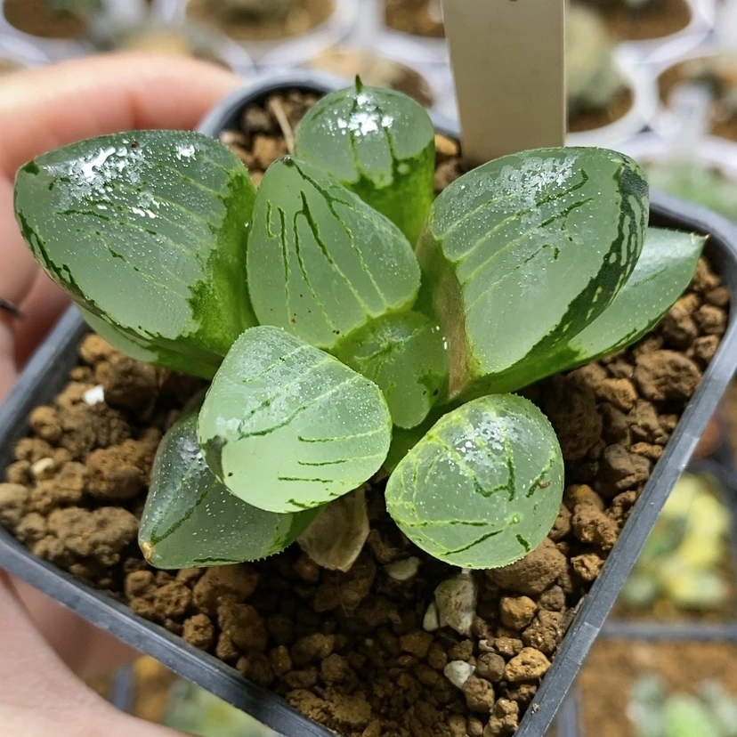 【闪购商品】44虞美人