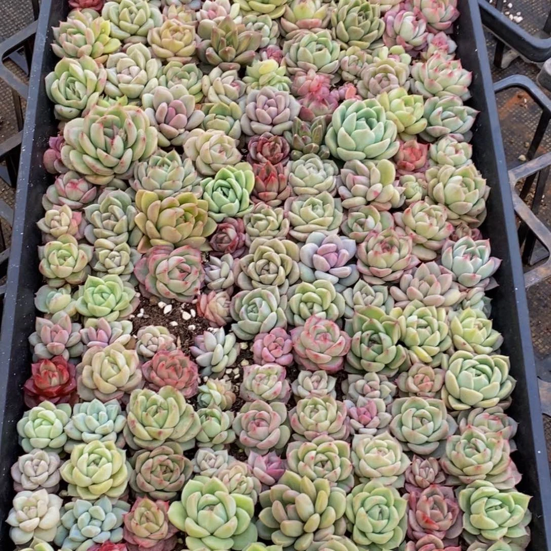 Y*309多肉植物保护研究所所长助理