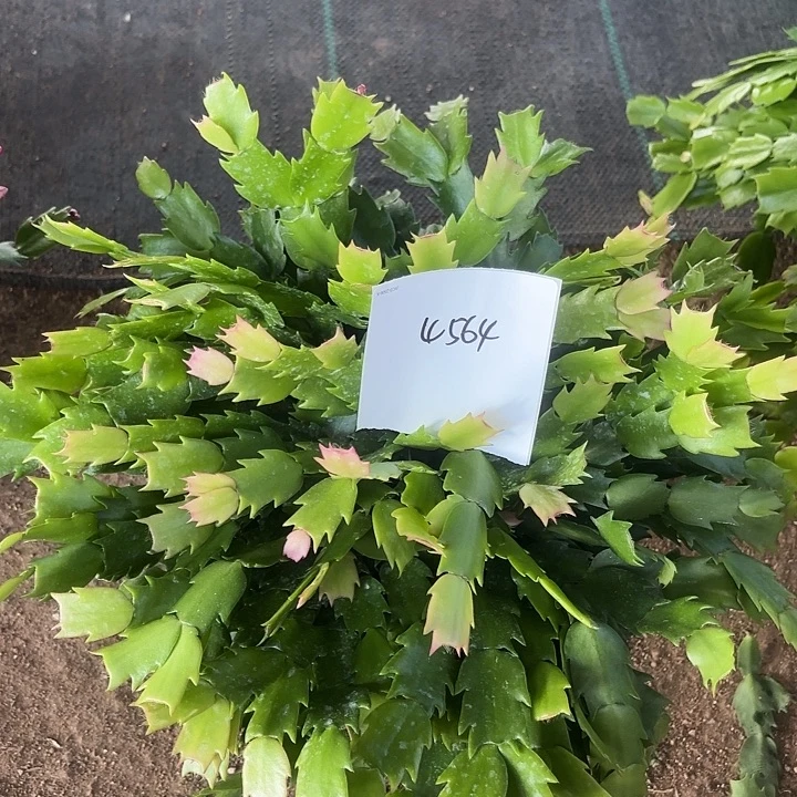善***已当前无花栽培后可以开花