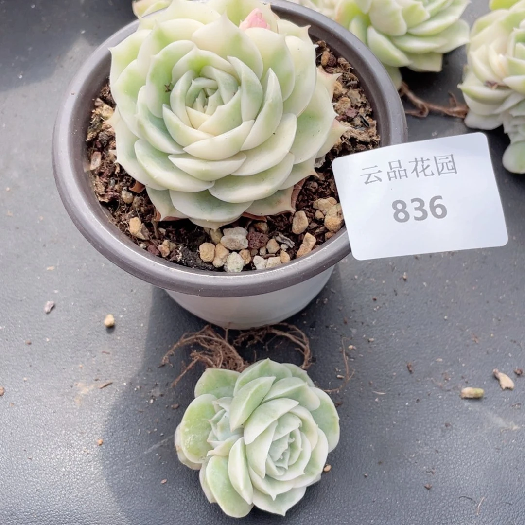 多*836号糖心冰心珍妮2