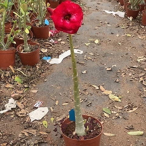 【闪购商品】福*歌绿植