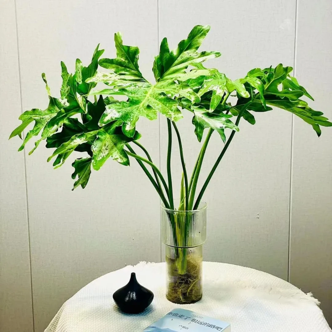 春羽老桩龙鳞室内绿植好养易活