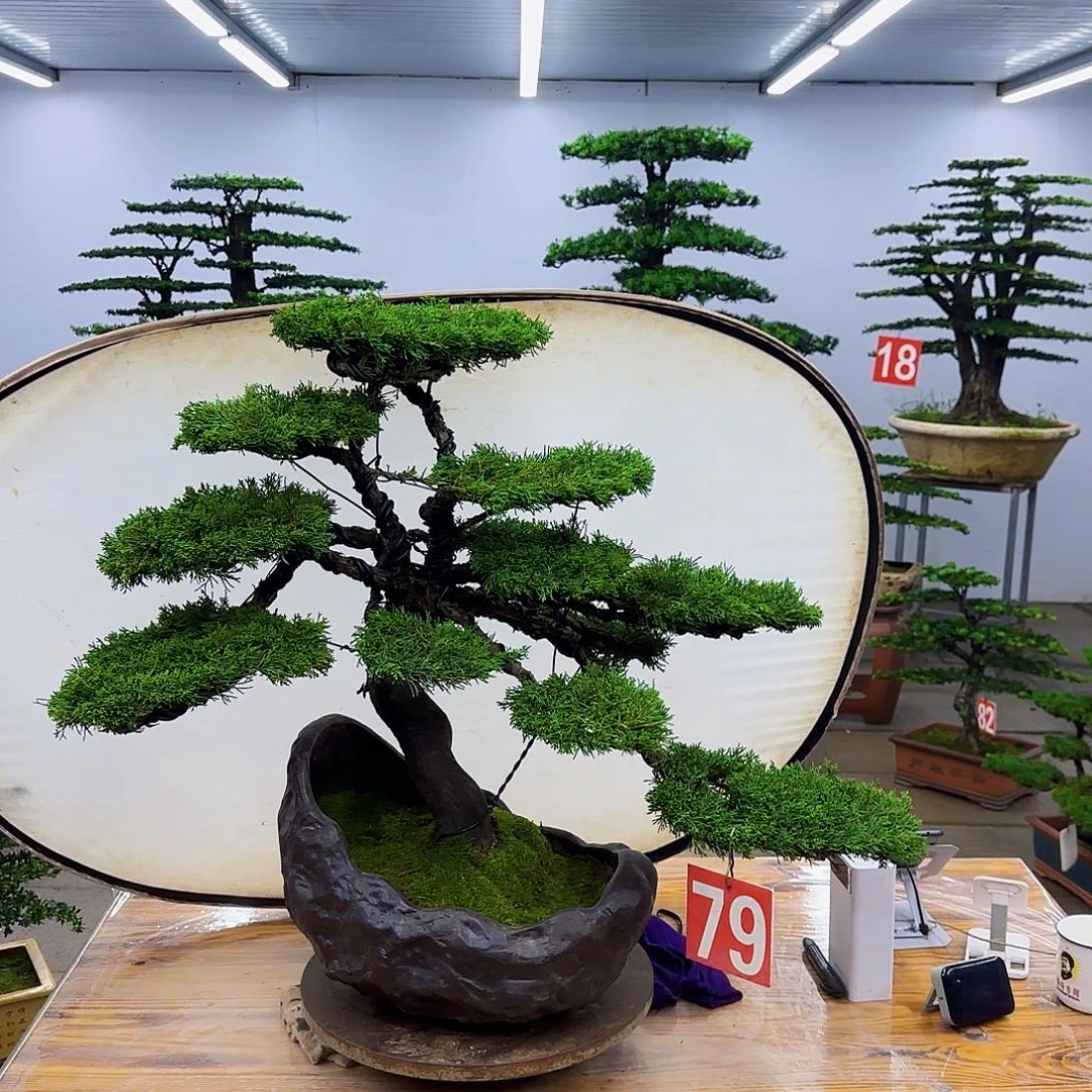 无花朵盆景直播间一物一拍