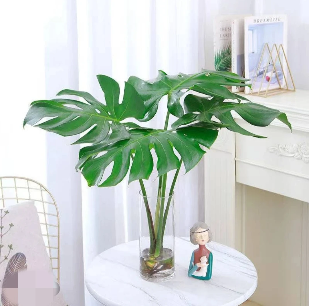 龟背竹室内净化空气除甲醛水培土培