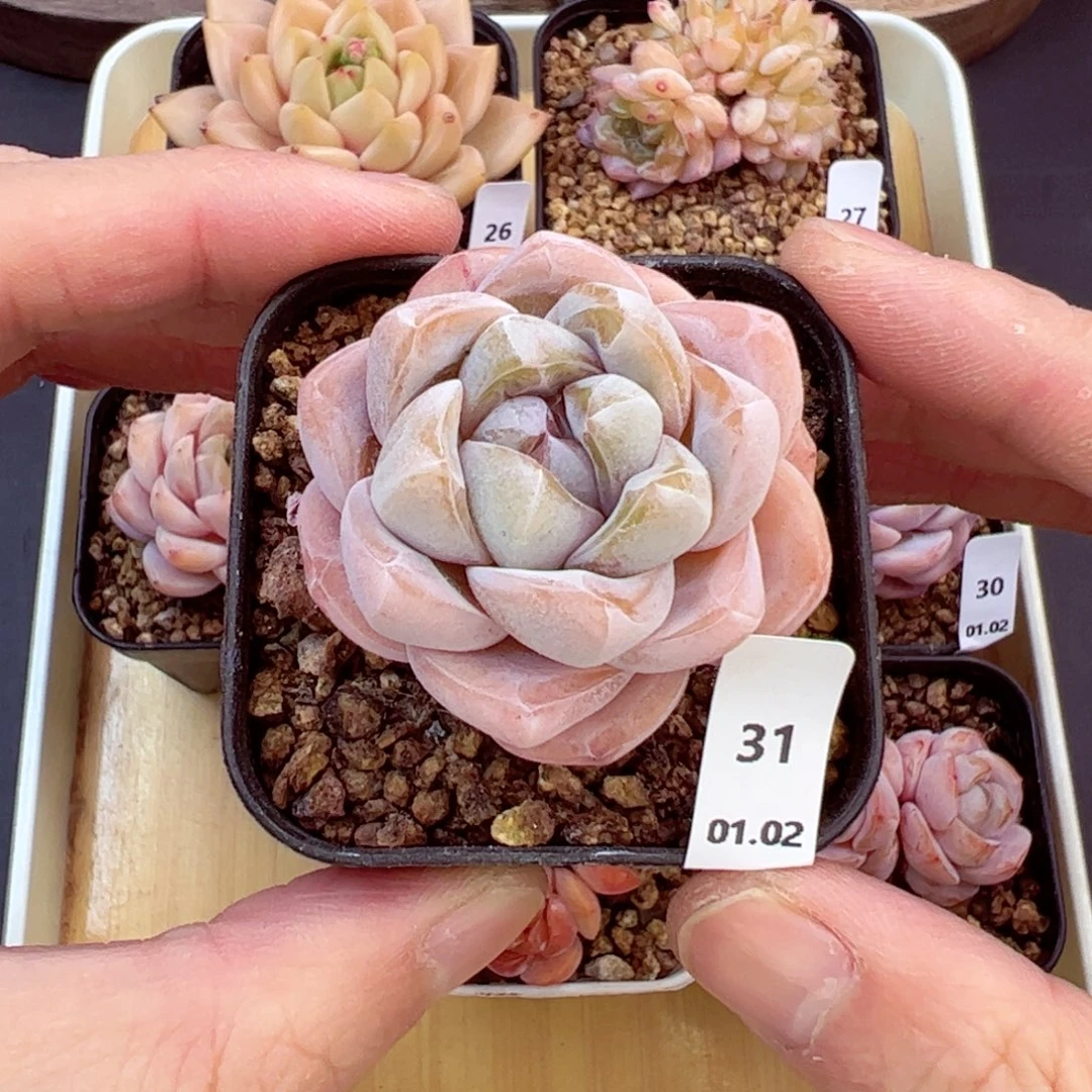 好好看31、哈哈哈哈